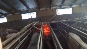 С чего состоит потолок в сарае;  вентиляция  и отопление зимой.