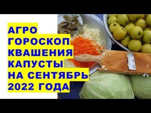 Агрогороскоп квашения капусты, других овощей и грибов на сентябрь 2022 года