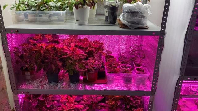 ОСТАВИЛА РАССАДУ БЕЗ ПРИСМОТРА НА НЕДЕЛЮ с помощью умной подстветки смотреть онлайн