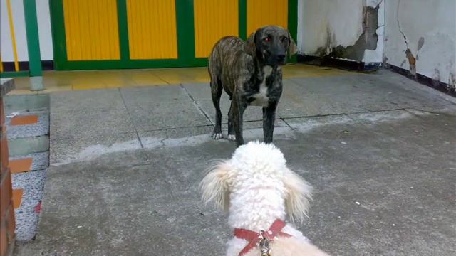 Zapatos rotos Armando Moreno смотреть онлайн