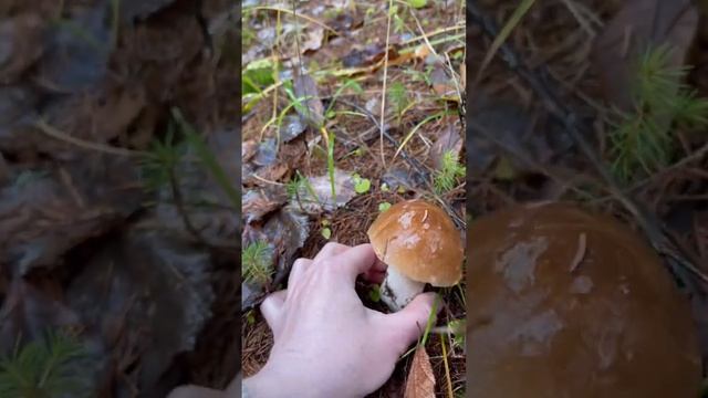 30.10.22 закрыли сезон #mushroomhunting #mushroom #грибалка #boletus #грибы #тихаяохота #funghi