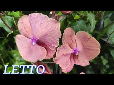 №717/ СВЕЖАЯ поставка РОСКОШНЫХ орхидей с/ц LETTO