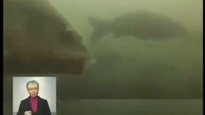 Запрет ловли рыбы в зимовальных ямах