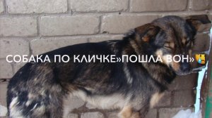 Пошла вон-кличка собаки