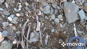Поездка на заброшенный прииск 2, поиск золота с металлоискателем