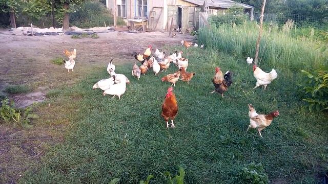 Петухи дружат семьями смотреть онлайн