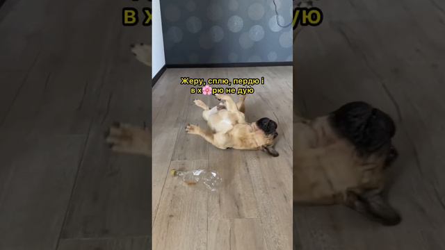 Про Французского бульдога 😂🐶 #французскийбульдог #жизнь