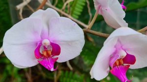 Springtime Orchids blooming. Dendrobium Chrysotoxum,  Phalaenopsis, Cattleya, Cymbidium, Catasetum