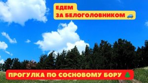 Едем за белоголовником. Прогулка по сосновому бору