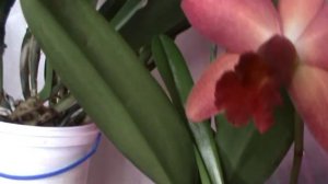 Любви Вам вечной! Цветет Каттлея!