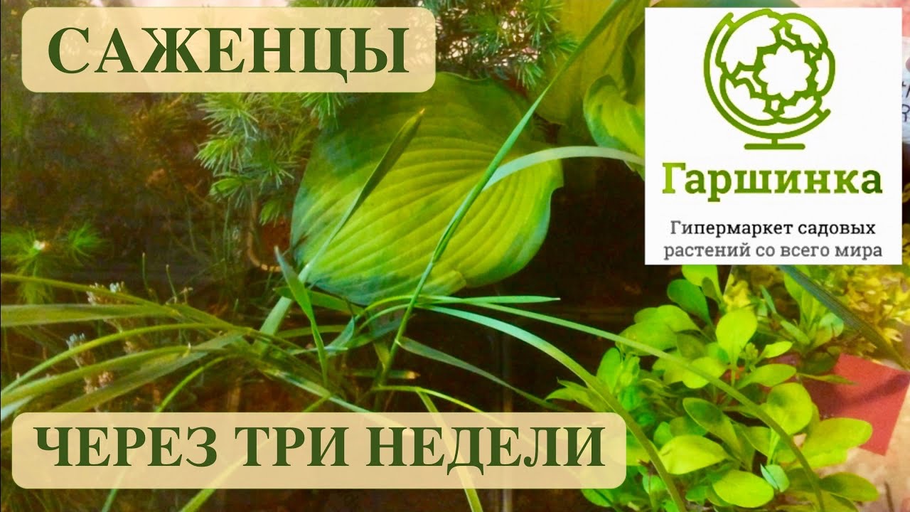 ГАРШИНКА. САЖЕНЦЫ ЧЕРЕЗ ТРИ НЕДЕЛИ ПОСЛЕ ПОЛУЧЕНИЯ ПОСЫЛКИ. ДАЧНЫЙ КРЕАТИВ.