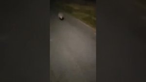 поляки находят животных