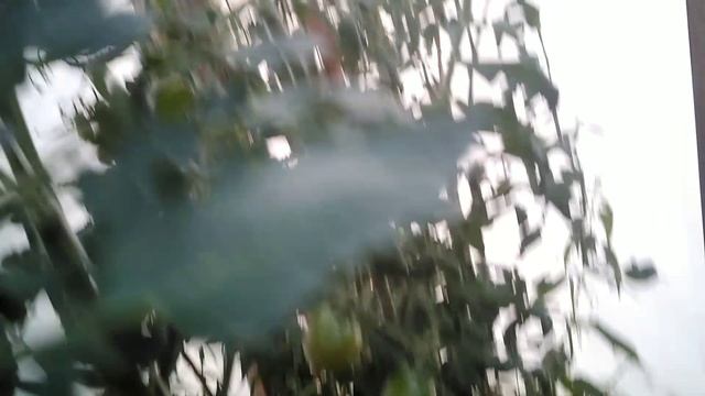 Обзор томатов. Волшебная арфа F1 смотреть онлайн