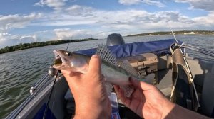 Хищник на Оби Активный жор 02-03.09.2023. Спиннинг Major Craft DODGER. Катушка Shimano RARENIUM 400