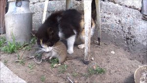 отдам средство от крыс на все 100