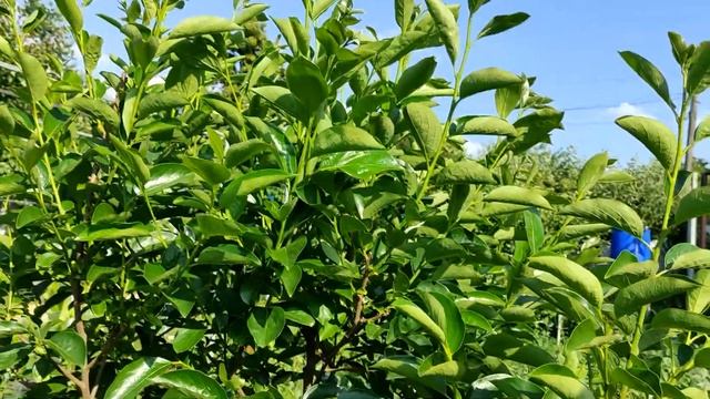 Плоды Хурмы! Как растет хурма в моем саду летом. Чем обработать и как ухаживать смотреть онлайн