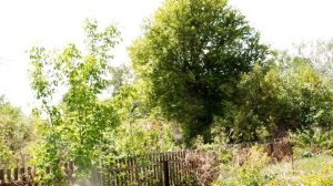 Соловей&компания. Дача, май 2020.mp4