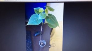 Теспезия суматра