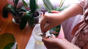 10  Как вырастить детку на пеньке орхидеи и что с этого получается