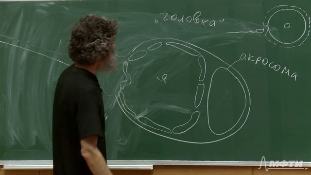 Лекция 10. Многоклеточные животные. Часть 1. Окштейн И.Л., МФТИ смотреть онлайн