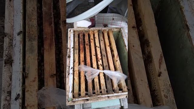 Карника-австрийка. Репродуктивная от Пернера (Пустервальд).