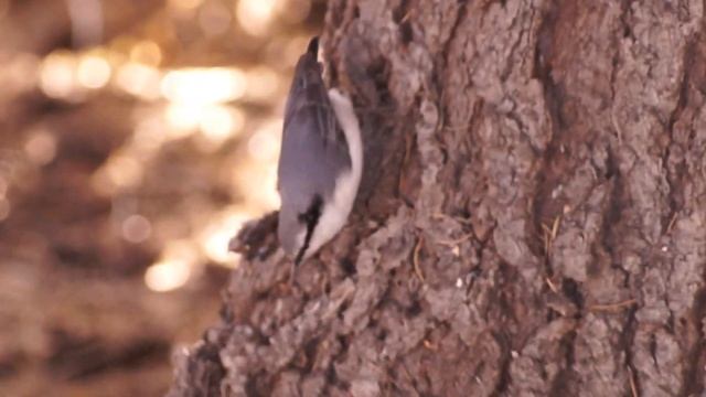 Поползень ползает по дереву смотреть онлайн