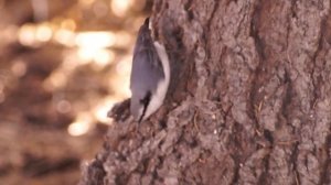 Поползень ползает по дереву