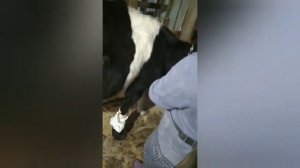 Заноза в копыте у коровы.