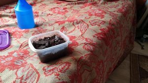 Личинки бронзовок содержание в домашних условиях