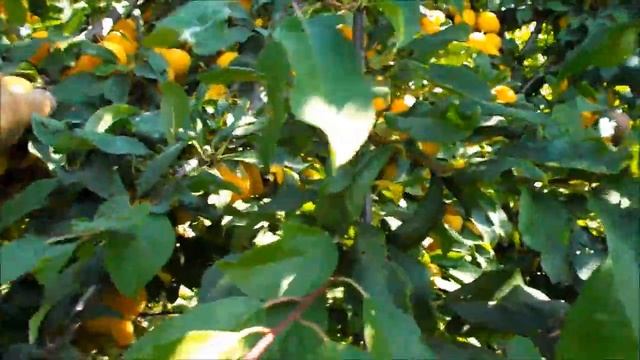 Сладкий и очень урожайный сорт алычи смотреть онлайн