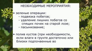 @Уход за виноградом, время цветения