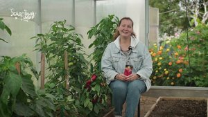 Не думала, что надоест собирать урожай. Этот перец просто ломит кусты, рекомендую его всем соседям!