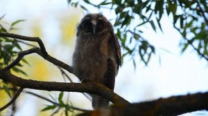 Наблюдение за птицами. Завораживающий взгляд ушастой совы