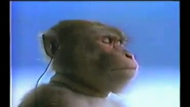 Музыка для обезьянки