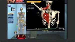 Биомеханика  Трапеция