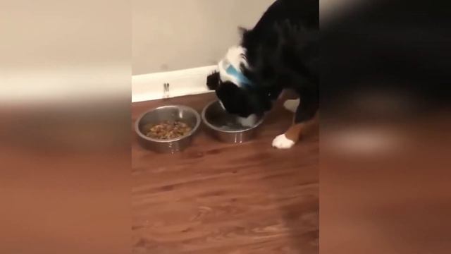 СМЕШНЫЕ ЖИВОТНЫЕ 2021 / ПРИКОЛЫ С КОТАМИ СОБАКАМИ / МИЛЫЕ И ЗАБАВНЫЕ ЖИВОТНЫЕ #128 смотреть онлайн