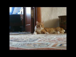 Кот ушёл / Cat gone (Remaster)