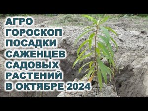 Агрогороскоп посадки саженцев садовых растений в октябре 2024Agrohoroscope for planting garden seedl