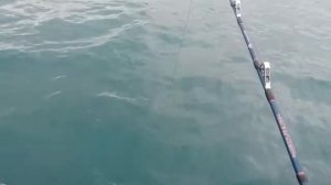 Рыбалка и морские свиньи. Баренцево море