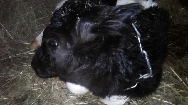 СРОЧНО ВСЕХ ПРОДАТЬ?!!ЗАЧЕМ НАМ СТОЛЬКО ТЕЛОК?!!! смотреть онлайн