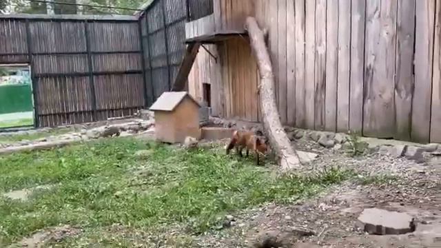 В алматинском зоопарке пополнение смотреть онлайн