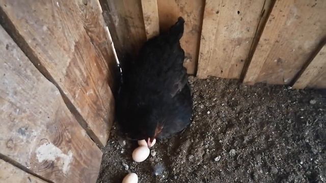 Курица села на яйца! Оставляю!Какие куры становятся наседками!!!