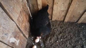 Курица села на яйца! Оставляю!Какие куры становятся наседками!!!