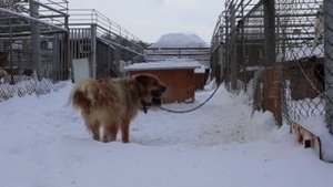 Dog shelter. Приют Новосибирского центра по проблемам домашних животных