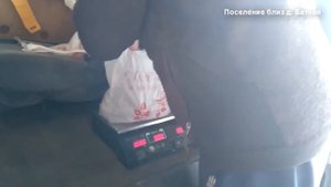 Сеем фацелию
