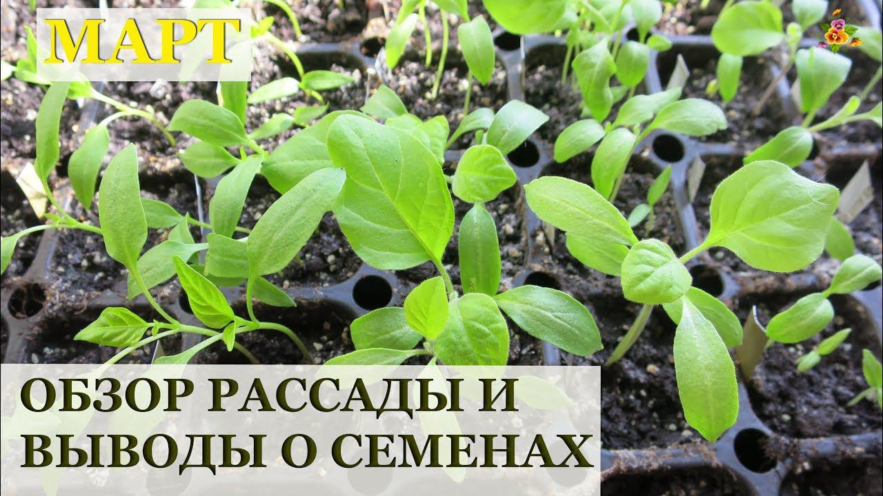 Обзор рассады в марте / Земляника, перец, лук, баклажаны / О всхожести перца