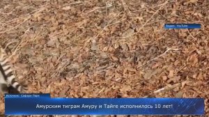 Амурским тиграм Амуру и Тайге исполнилось 10 лет!
