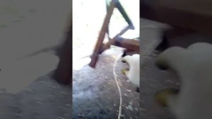 Козырёк для калитки своими руками