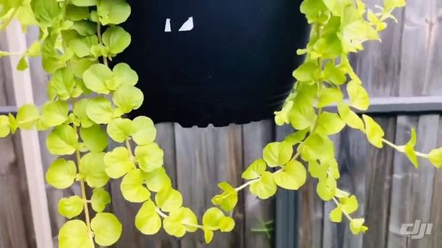 Turtle Vine Variety | Turtle Vine Malayalam | Callisia Repens Malayalam | Gardening Malayalam смотреть онлайн