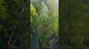 туя Брабант. для изгороди и любой тапиарное стрижки.
